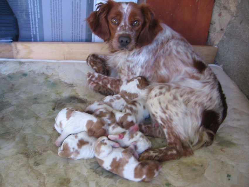 Chiots Epagneul Breton A Reserver Federation Departementale Des Chasseurs De La Saone Et Loire