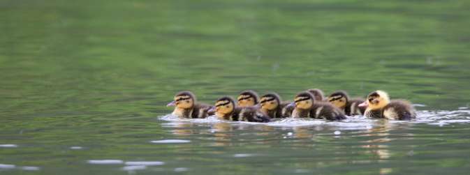 Petits canards