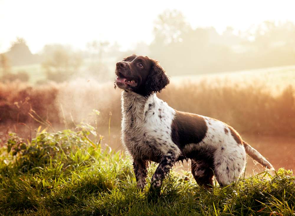 Visuel chien de chasse